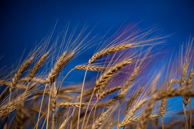 blog_kansas_wheat_david_mayes