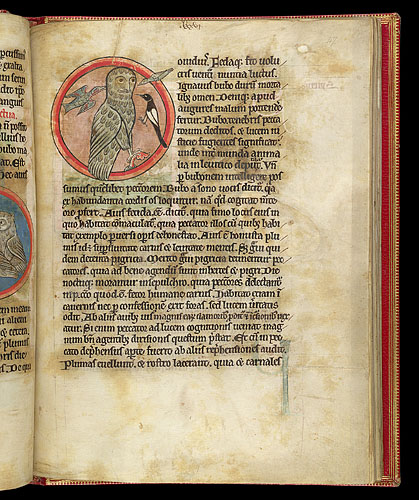 blog_climate_Owl_with_three_smaller_birds,_in_manuscript_page