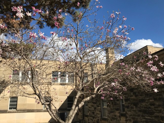 flowering_tree_ecs_19march2020