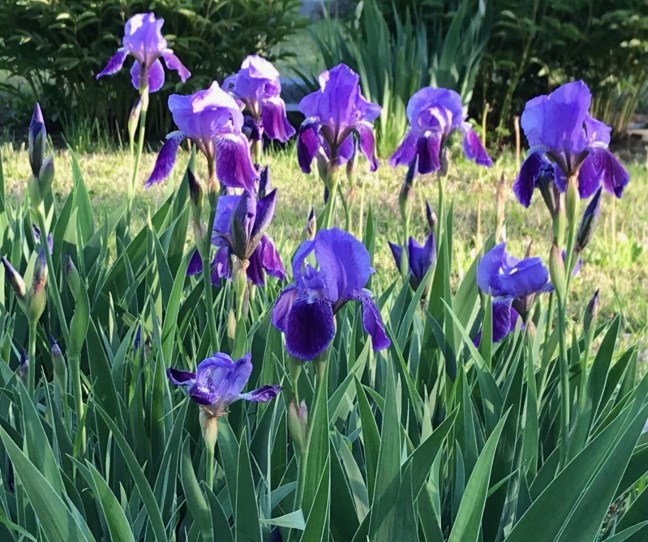 iris_mhk_1may2021