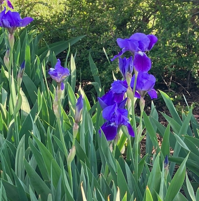 iris_mhk_may2023_800x807
