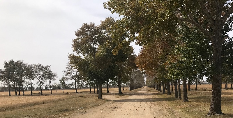 Marlzuf Image 9 Tabol