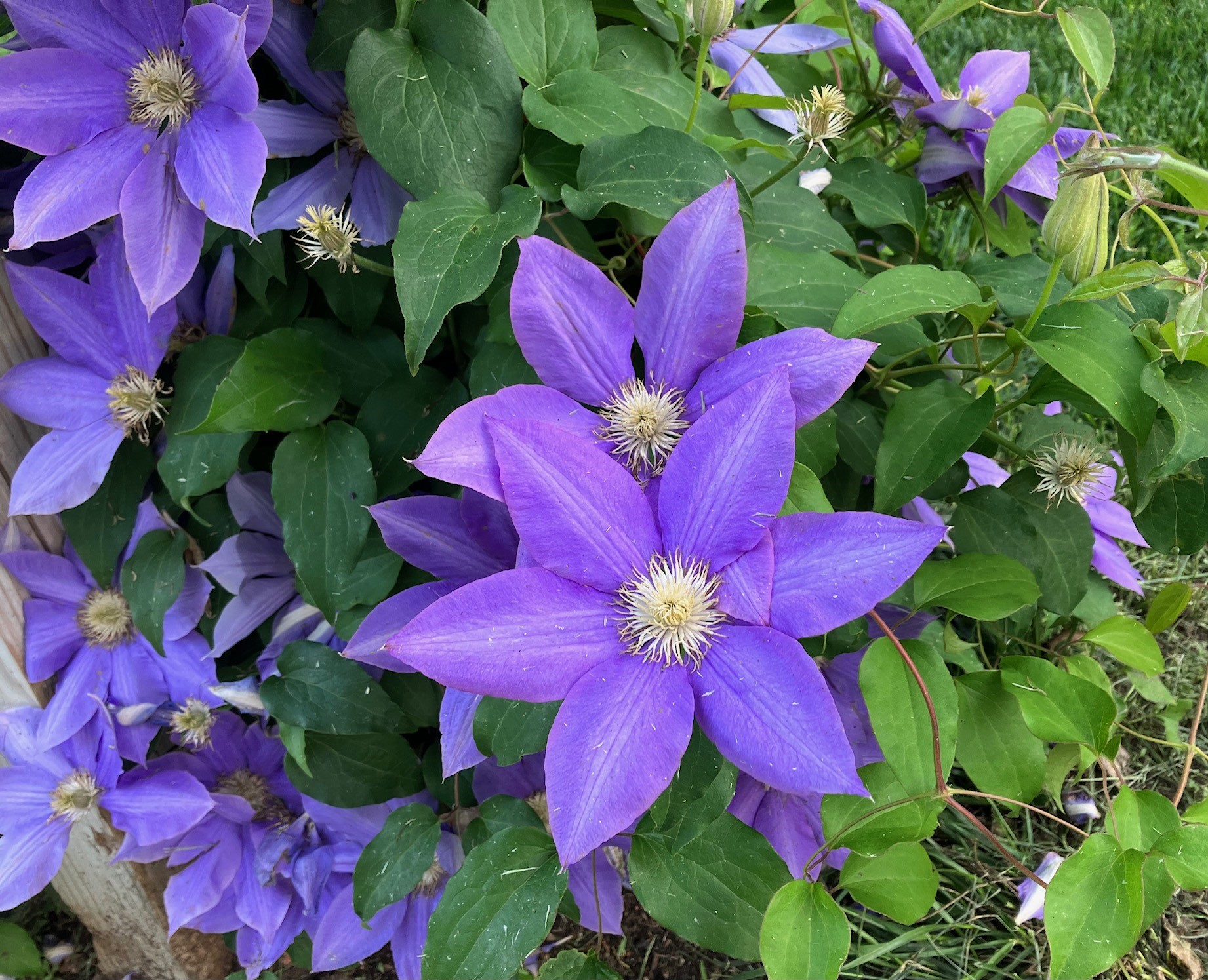 St. George Ks Spring Spring Preview – K-State English